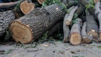 Bakıda tikinti şirkəti 35 min manatlıq ağacları kəsib