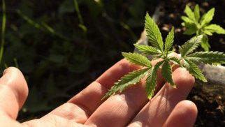 Kannabis yetişdirən şəxs saxlanıldı