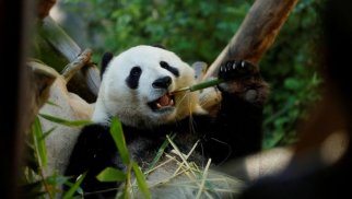 Çin yenidən pandaları bu ölkəyə İCARƏYƏ VERƏCƏK