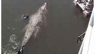 Lolonqun rekordu qırıldı — Dünyanın ən uzun timsahı açıqlandı