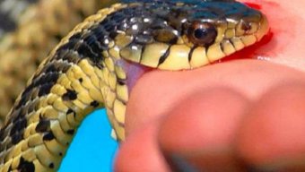 Bu ilanların zəhəri müalicədən sonra da öldürür - SƏBƏBİ