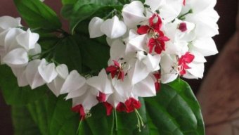 Hər evdə olmalıdır: Özünüzü daha yaxşı hiss edəcəyiniz 5 bitki